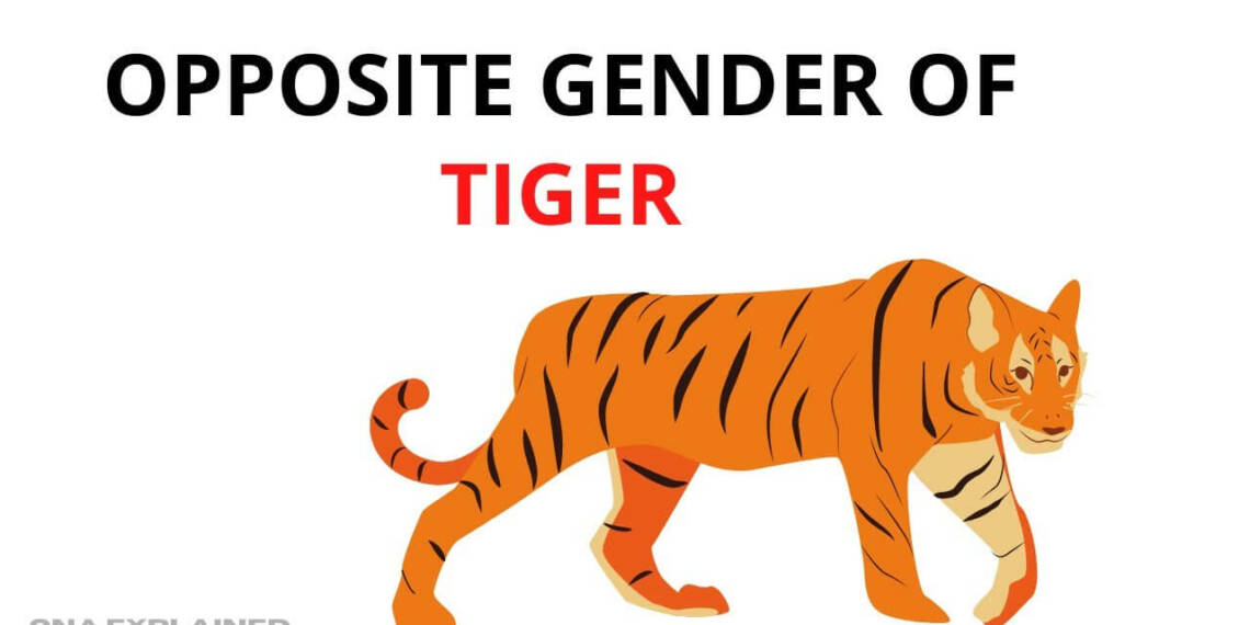 Tiger Opposite Gender
