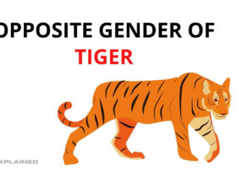 Tiger Opposite Gender