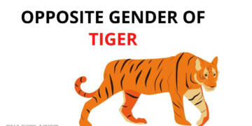Tiger Opposite Gender