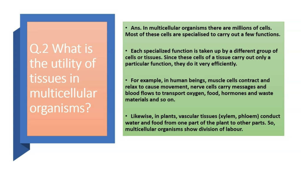 What Is the Utility of Tissues in Multicellular Organisms?