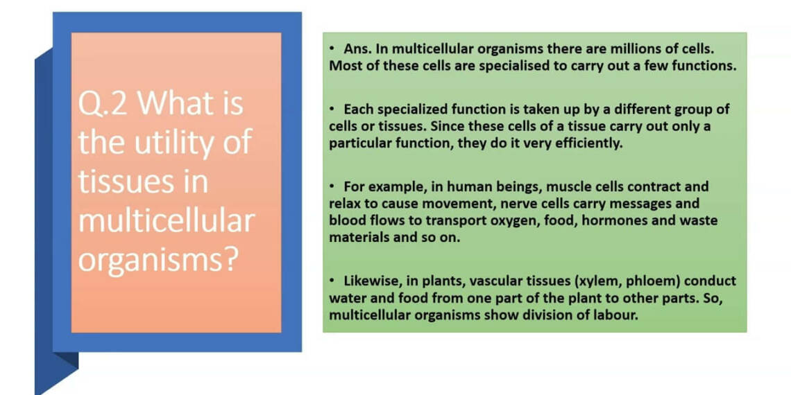 What Is the Utility of Tissues in Multicellular Organisms?
