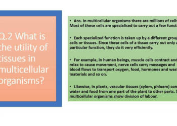 What Is the Utility of Tissues in Multicellular Organisms?