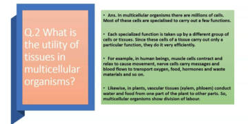 What Is the Utility of Tissues in Multicellular Organisms?