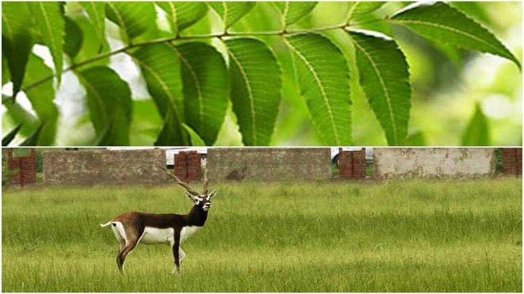 State Animal Of Andhra Pradesh