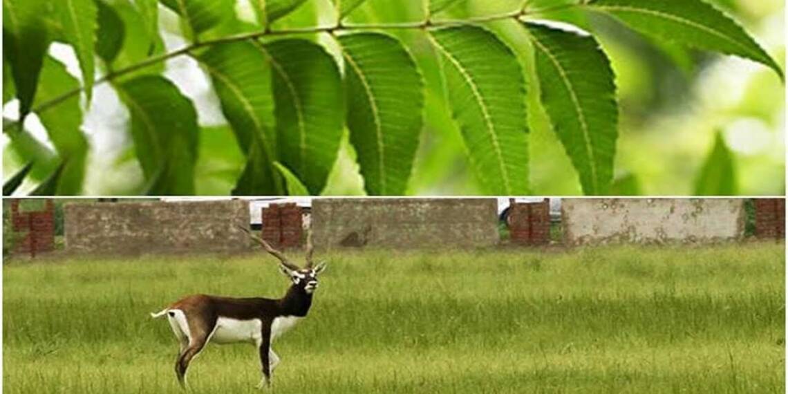 State Animal Of Andhra Pradesh
