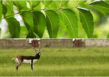 State Animal Of Andhra Pradesh