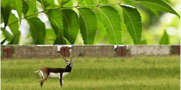 State Animal Of Andhra Pradesh