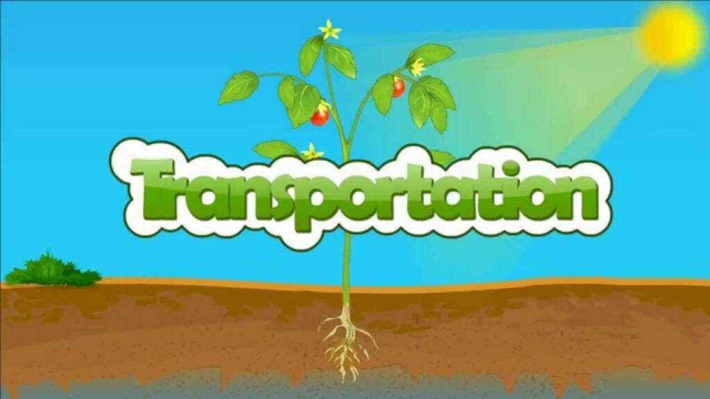 Transportation Of Food and Water in Plants