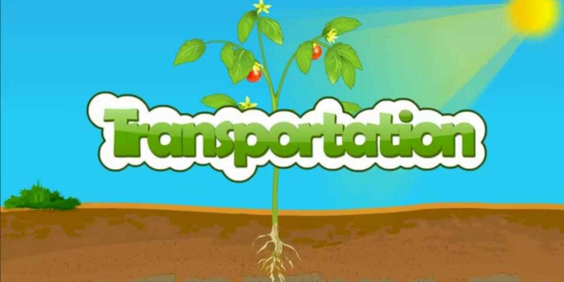 Transportation Of Food and Water in Plants