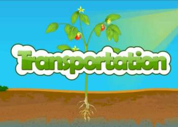 Transportation Of Food and Water in Plants
