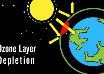 What Is Ozone and How Does It Affect Any Ecosystem