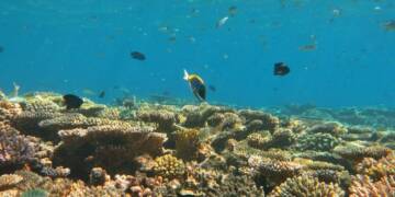 Environmental Havoc: Maldives’ Reclamation for Revenue