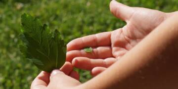 Collagen Peptides vs. Gelatin: Understanding the Differences