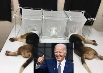Biden regime spent millions of taxpayer funds to make ‘transgender animals’