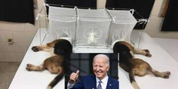 Biden regime spent millions of taxpayer funds to make ‘transgender animals’