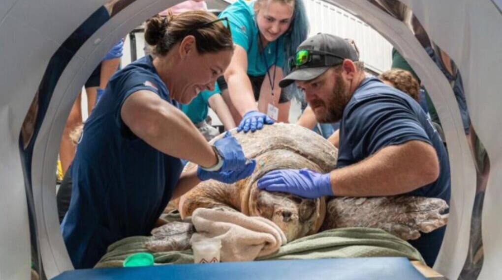 Massive Loggerhead Sea Turtle ‘Pennywise’ Rescued After Boat Strike Off Florida Coast