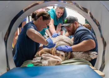 Massive Loggerhead Sea Turtle ‘Pennywise’ Rescued After Boat Strike Off Florida Coast