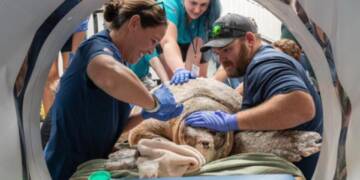 Massive Loggerhead Sea Turtle ‘Pennywise’ Rescued After Boat Strike Off Florida Coast