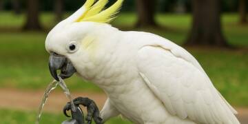 Thirsty Geniuses: Sydney’s Cockatoos Learn to Operate Park Water Fountain