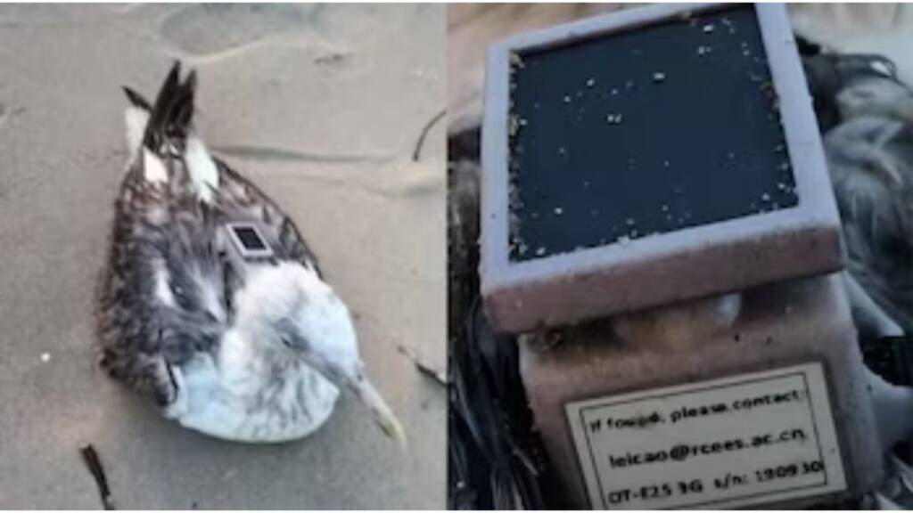 Chinese-Tracked Migratory Seagull