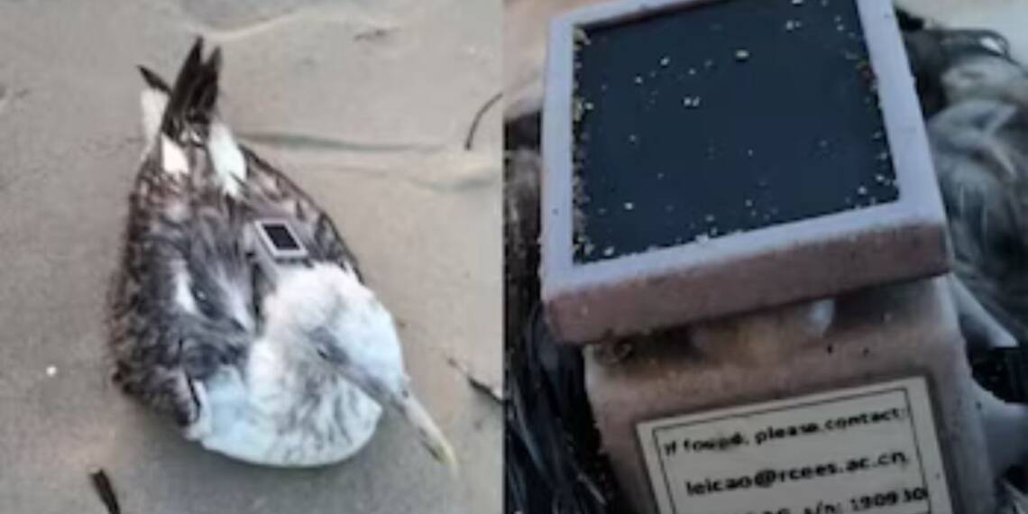 Chinese-Tracked Migratory Seagull