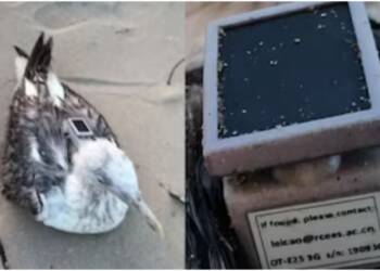 Chinese-Tracked Migratory Seagull