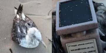 Chinese-Tracked Migratory Seagull