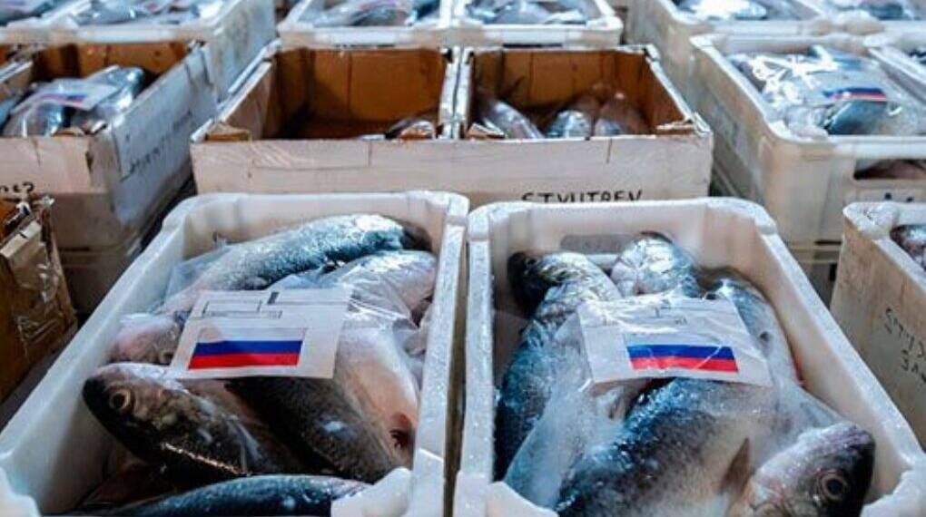 Brussels Talks Sanctions, Eats Russian Fish: EU’s Ukraine Hypocrisy Revealed