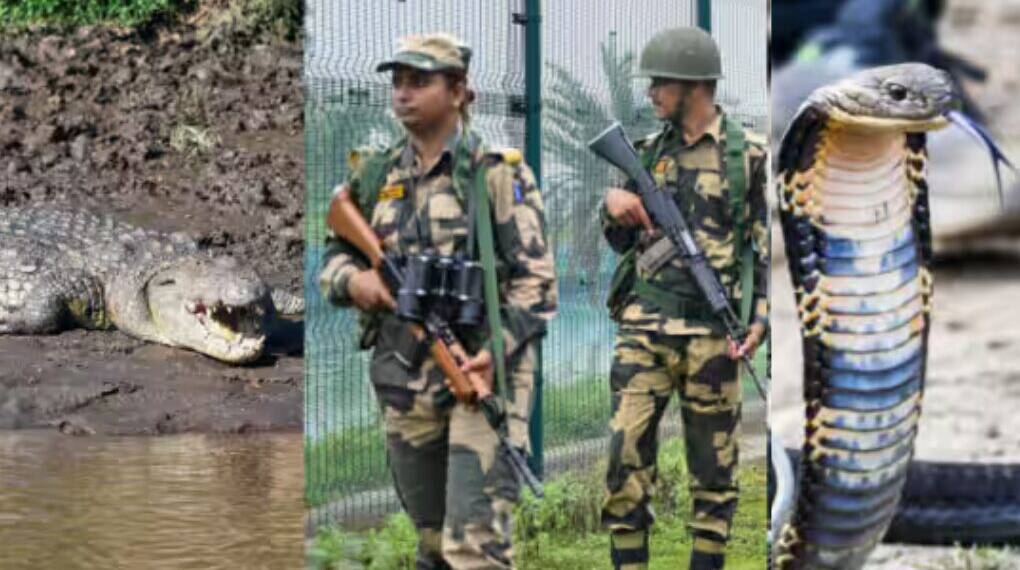 India Considers Using Snakes, Crocodiles Along Bangladesh Border to Stop Infiltration: BSF Explores New Strategy