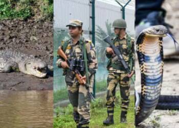 India Considers Using Snakes, Crocodiles Along Bangladesh Border to Stop Infiltration: BSF Explores New Strategy