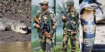 India Considers Using Snakes, Crocodiles Along Bangladesh Border to Stop Infiltration: BSF Explores New Strategy